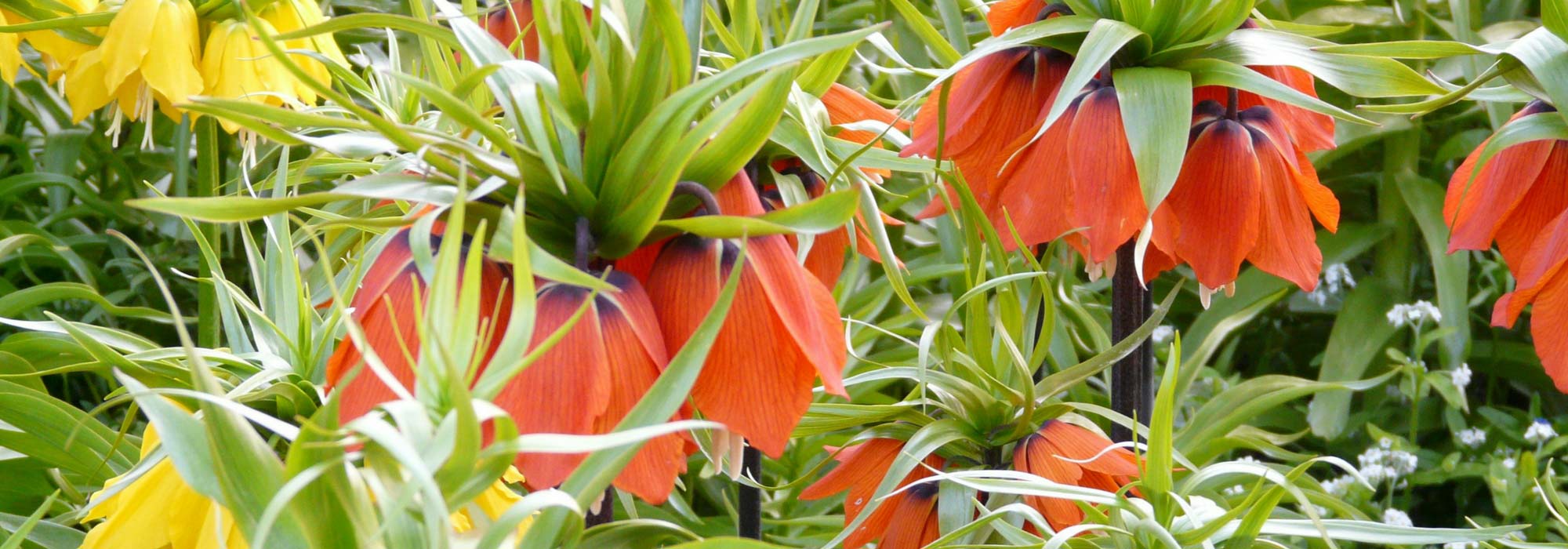 Fritillary: planting, cultivation, maintenance