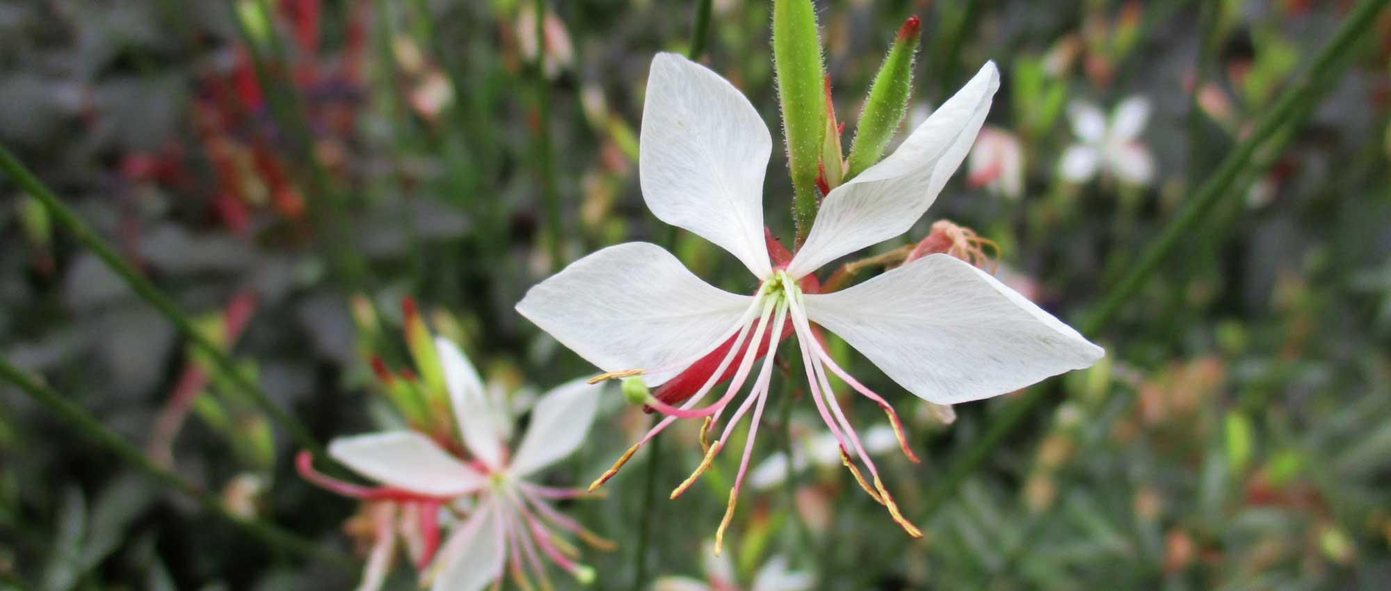 Gaura lindheimeri: when, where and how to plant?