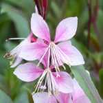 Gaura lindheimeri: 8 successful pairing ideas