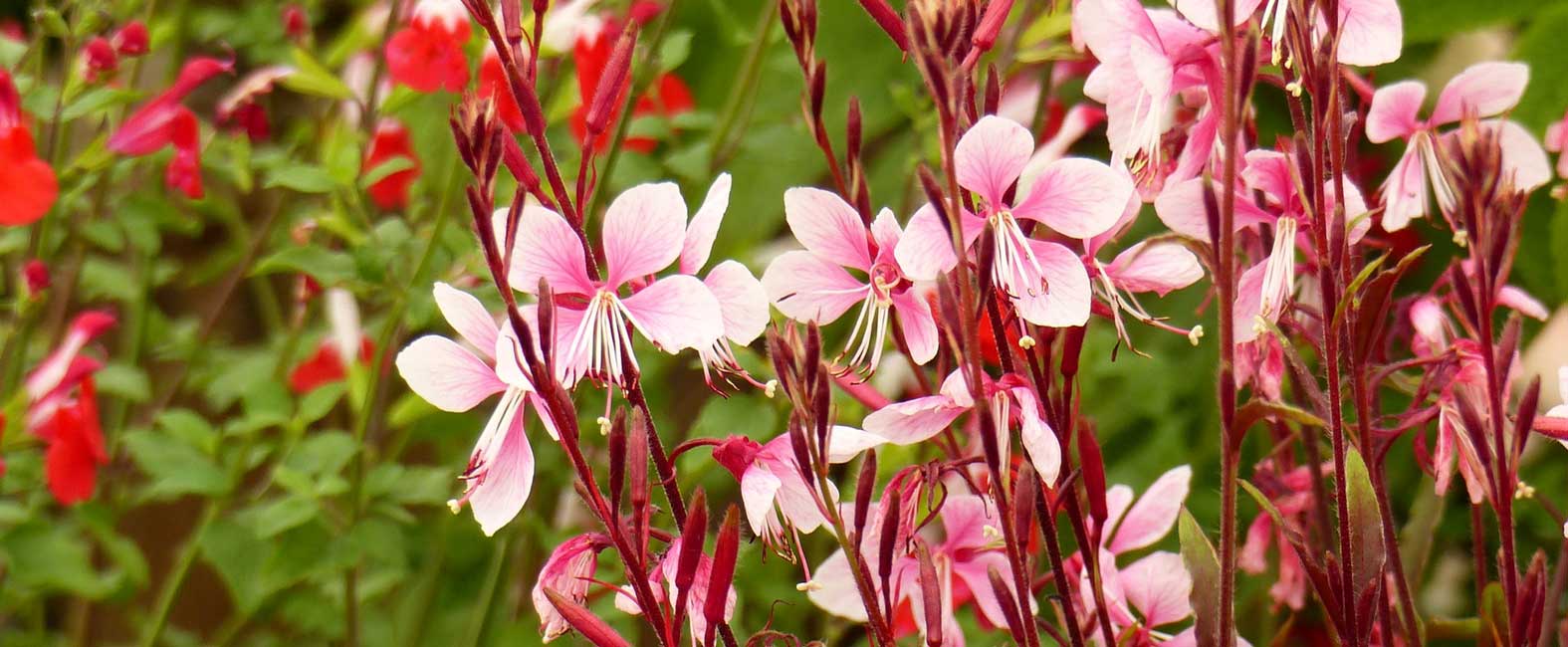 The delicate pink flowering of Gaura lindheimeri