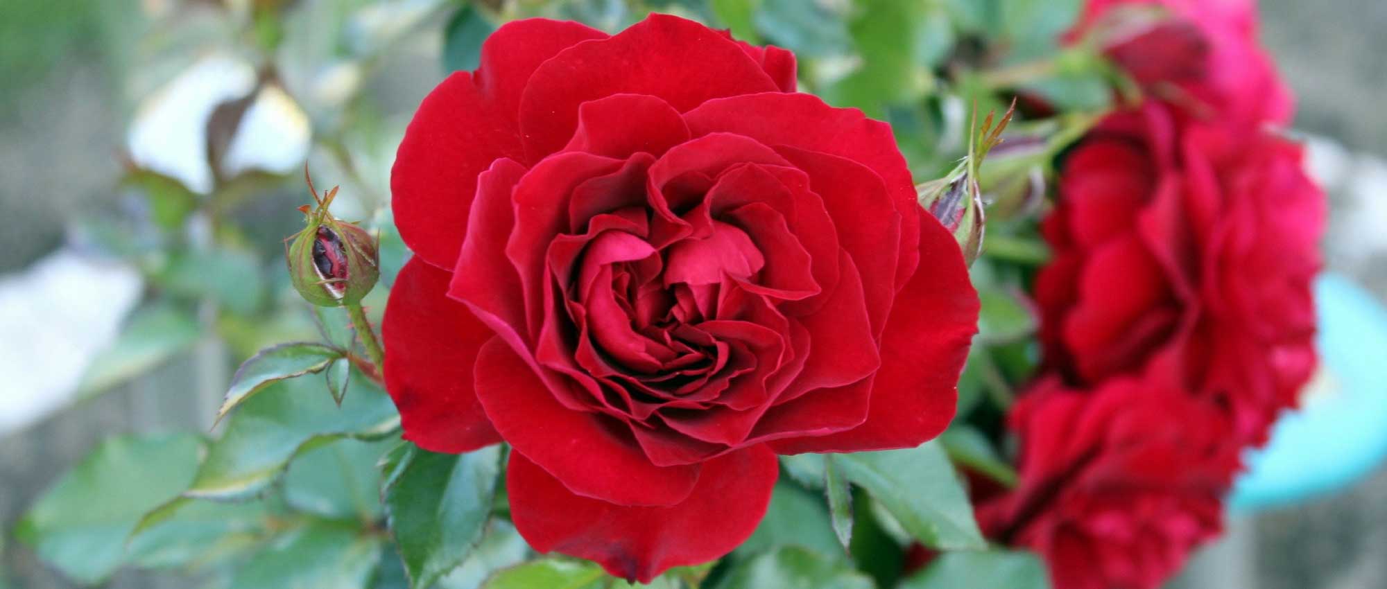 Roses: best varieties and how to grow them