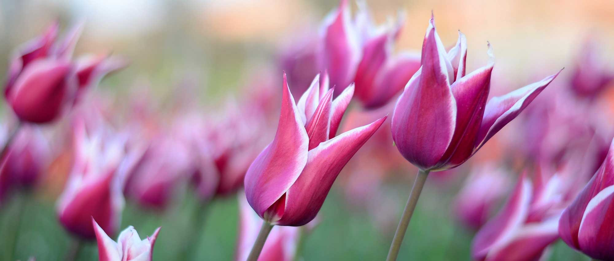 Tulips: planting, growing and care