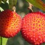 Arbutus: planting, pruning and caring tips