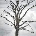 What to do with a dead tree?