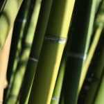 What type of bamboo to choose? Our advice