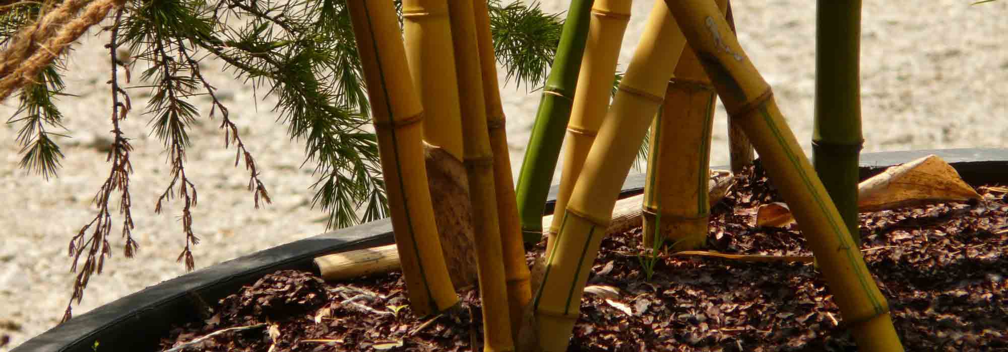 To grow bamboo in a pot
