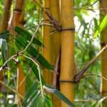 Bamboo: a successful planting in 4 steps