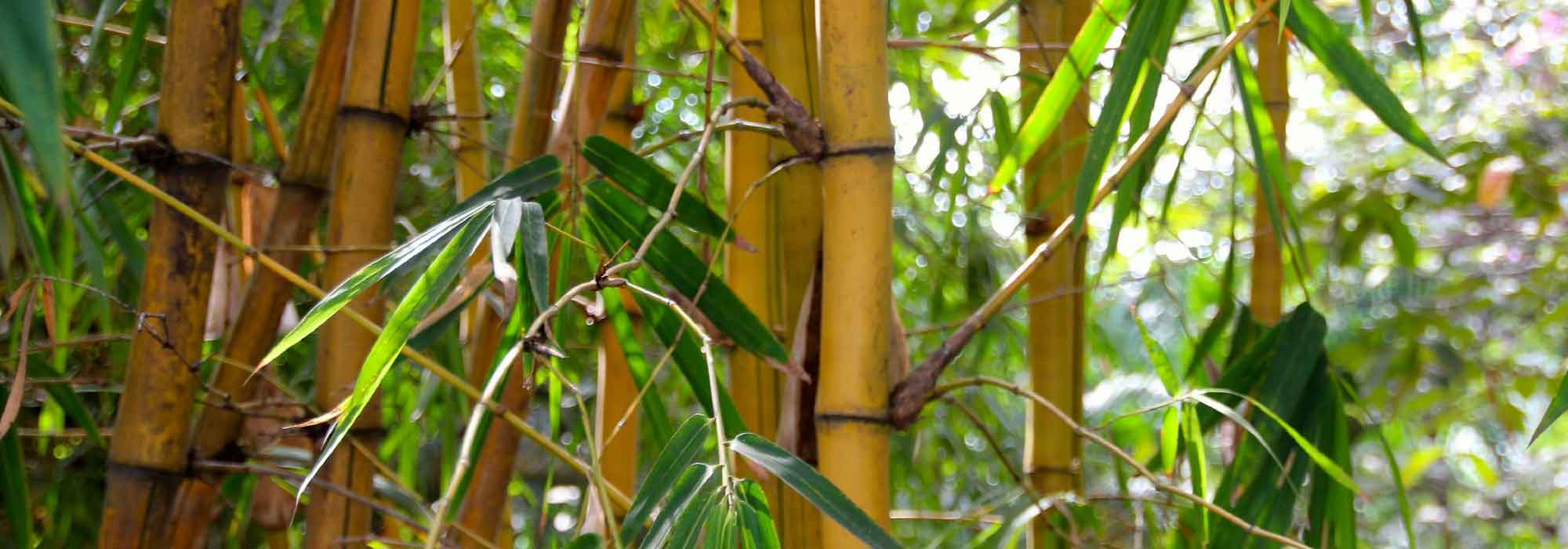 Bamboo: a successful planting in 4 steps