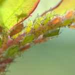 Aphid: identification and treatment