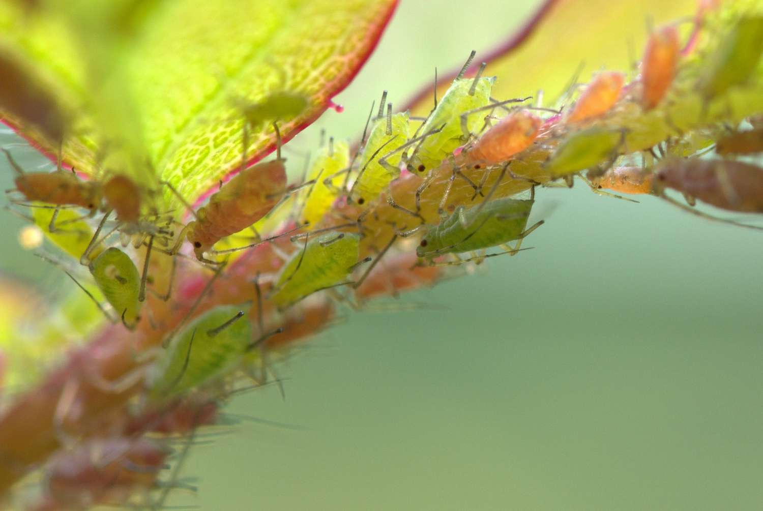 Aphid: identification and treatment