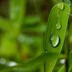 Bamboos: care and pruning