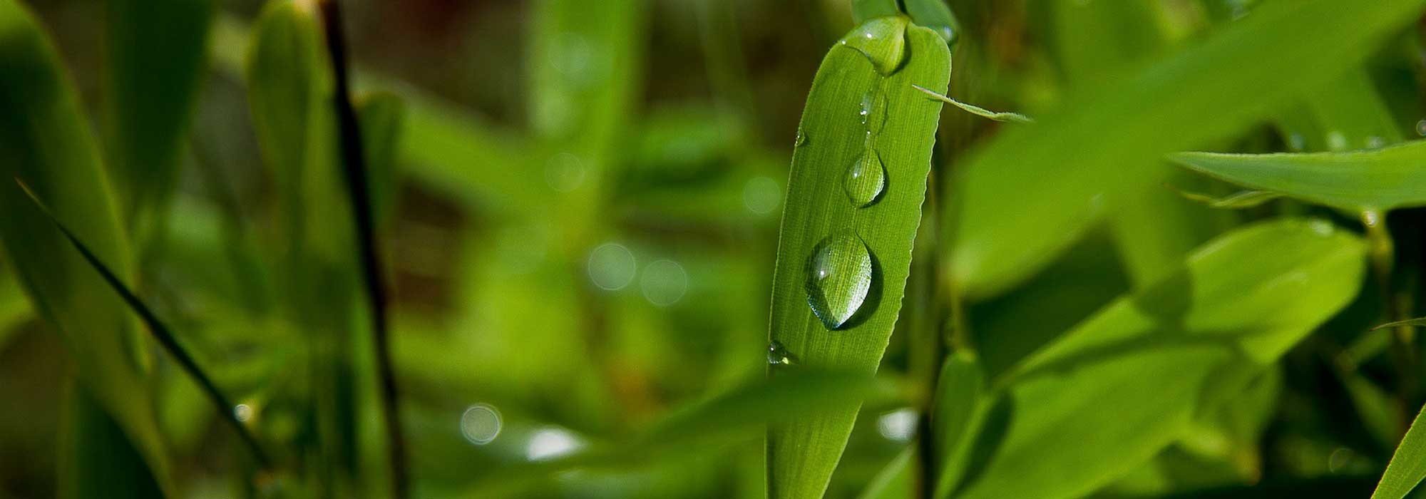 Bamboos: care and pruning