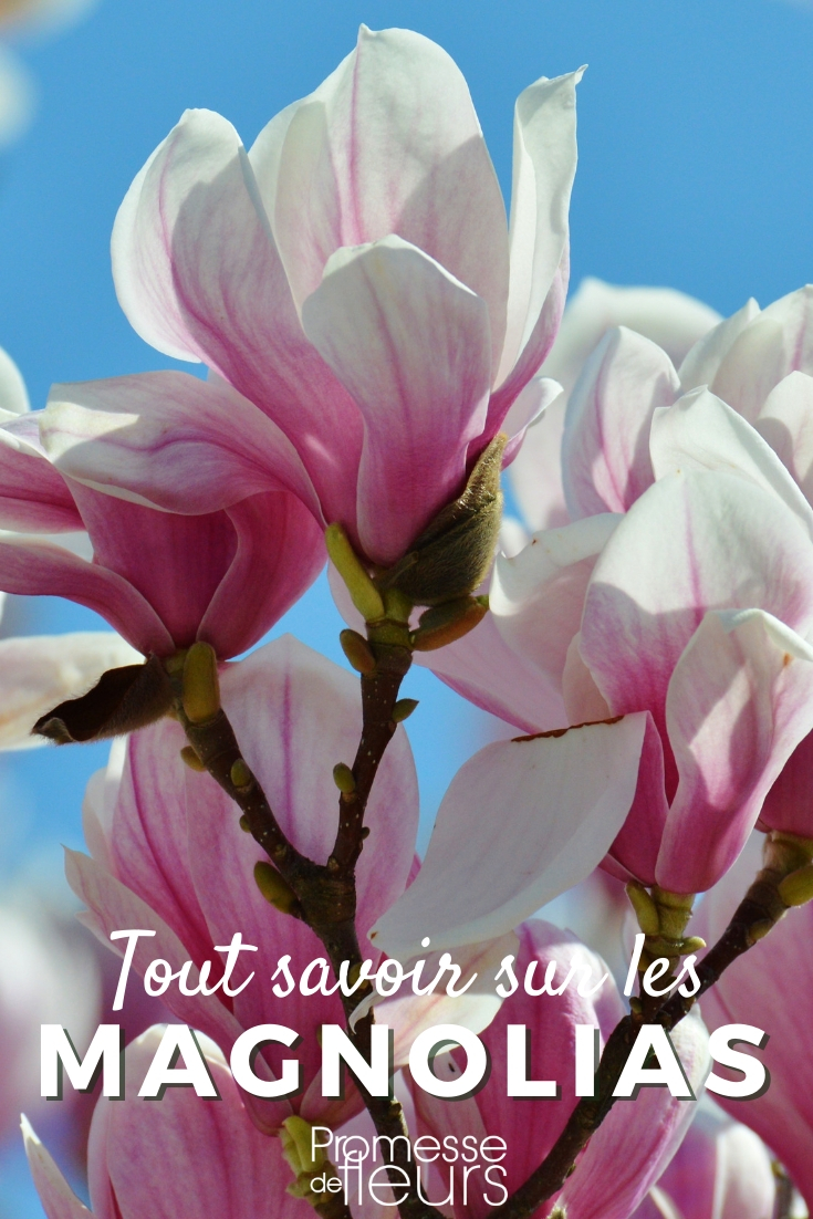 Magnolia, Cultivation Guide