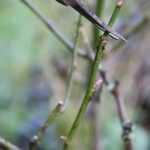 Pruning roses in autumn and Christmas pruning