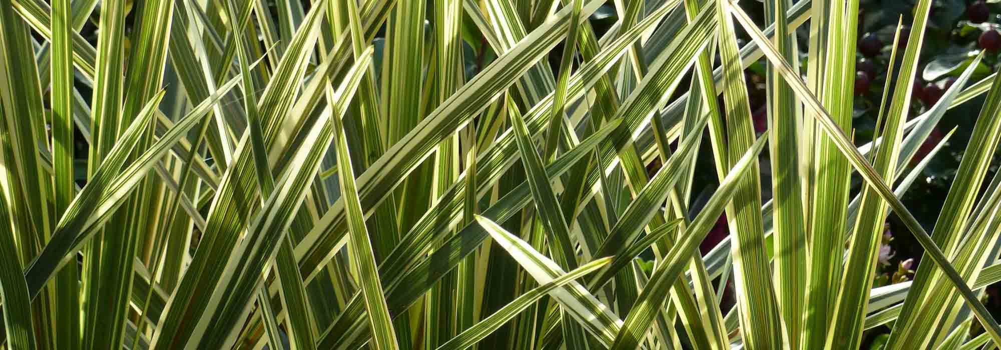 Cordyline : to plant, to grow, to care