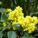 Mahonia : planting, pruning and care