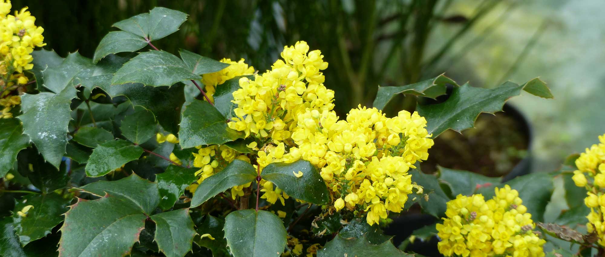 Mahonia : planting, pruning and care