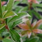 Pieris japonica: planting, pruning and care