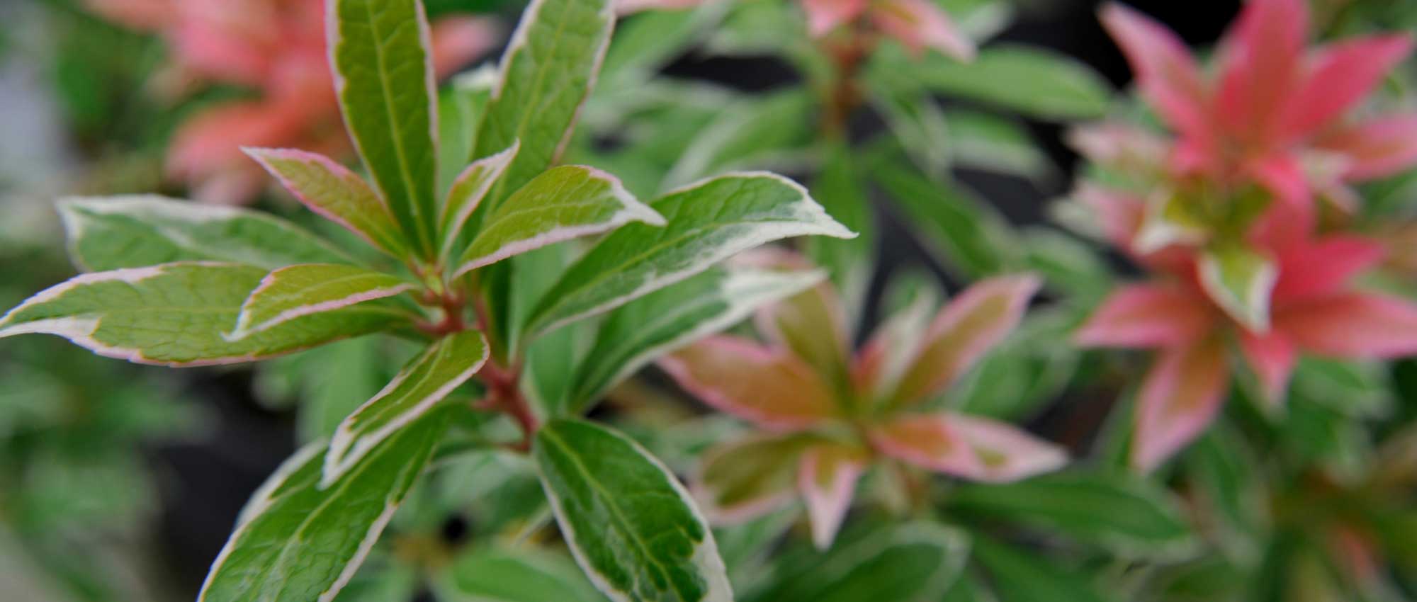 Pieris japonica: planting, pruning and care
