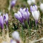 Crocus: how to plant them?