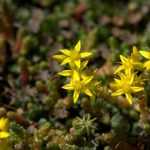 Sedum or orpin: which variety to choose?