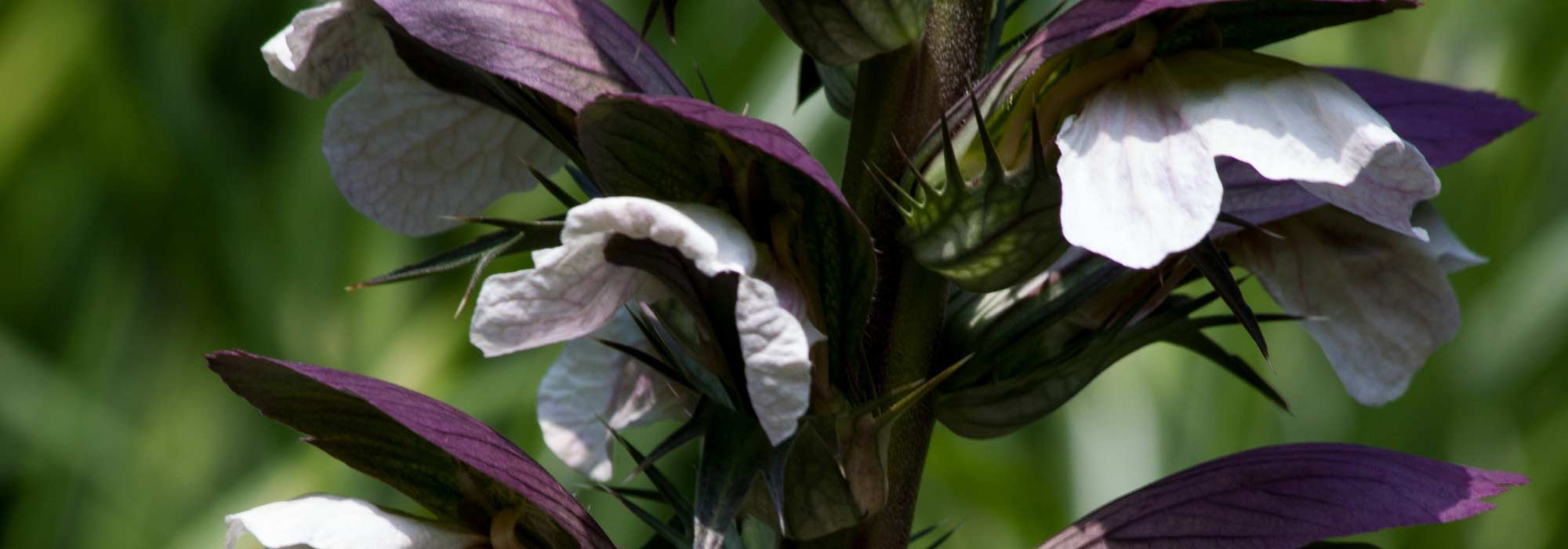 Acanthus: to plant, to grow and to maintain