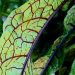 Remarkable aromatic plants' foliage: my favorites