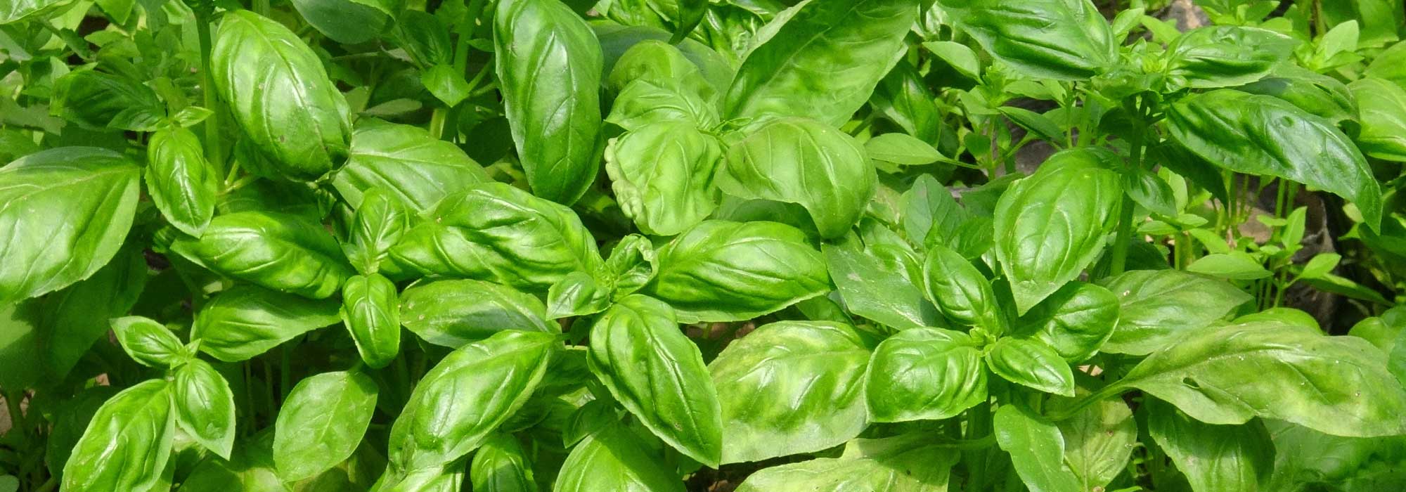 Basil: sowing, planting, growing