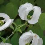 Never without my bracts!