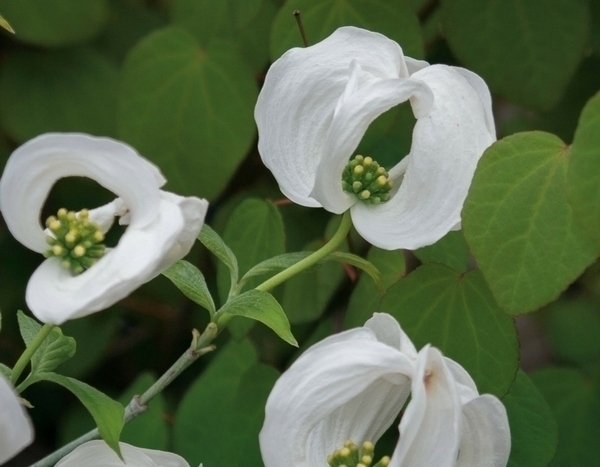 Never without my bracts!