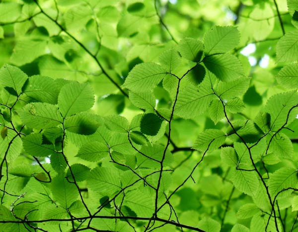 5 reasons to plant hornbeam, an extraordinary tree!