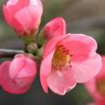 Japanese quince: planting, pruning and maintaining