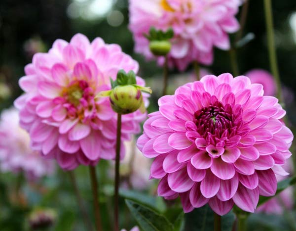 Wintering Dahlias: should you dig them up?