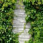 A wall in the garden: our ideas to dress it up
