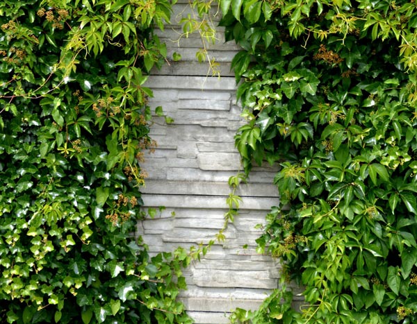 A wall in the garden: our ideas to dress it up