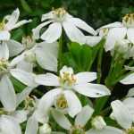 Mexican orange, Choisya: planting, pruning and care