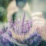 10 tips to ruin photos of your garden and flowers