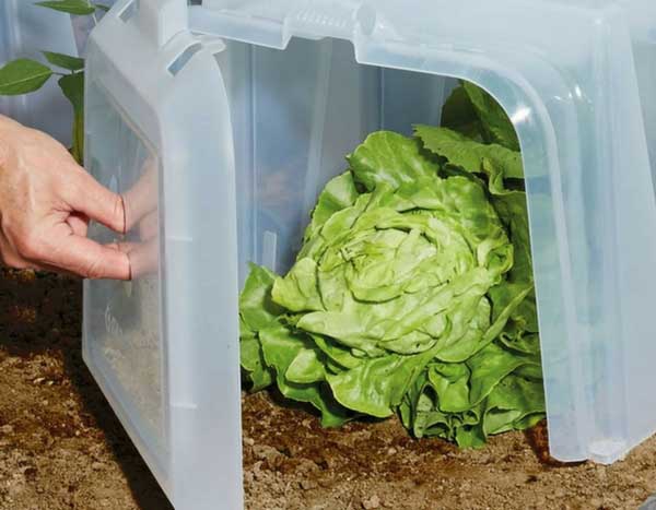 Vegetable garden: protecting sowing and crops from the cold