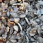 The vegetable garden in winter: 4 actions to protect the soil and prepare the ground