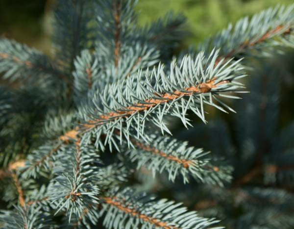 What to do with your Christmas tree after the holidays?