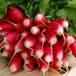 10 spring and summer radishes to sow almost year-round