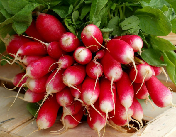 10 spring and summer radishes to sow almost year-round