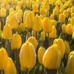 How to fail at growing tulips in 5 lessons