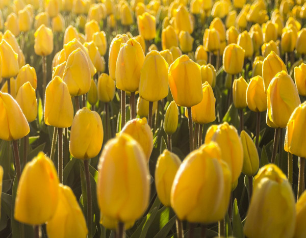 How to fail at growing tulips in 5 lessons