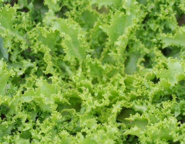 Cut-and-come-again salads: many benefits