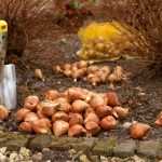 Planting Bulbs: 7 practical and useful tips!
