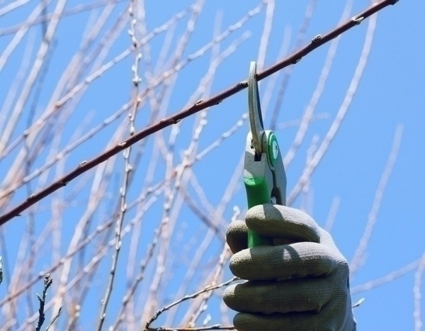 Pruning for a better flowering