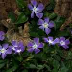 10 evergreen groundcovers to have in your garden!