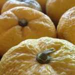 Yuzu: a highly sought-after Japanese citrus tree
