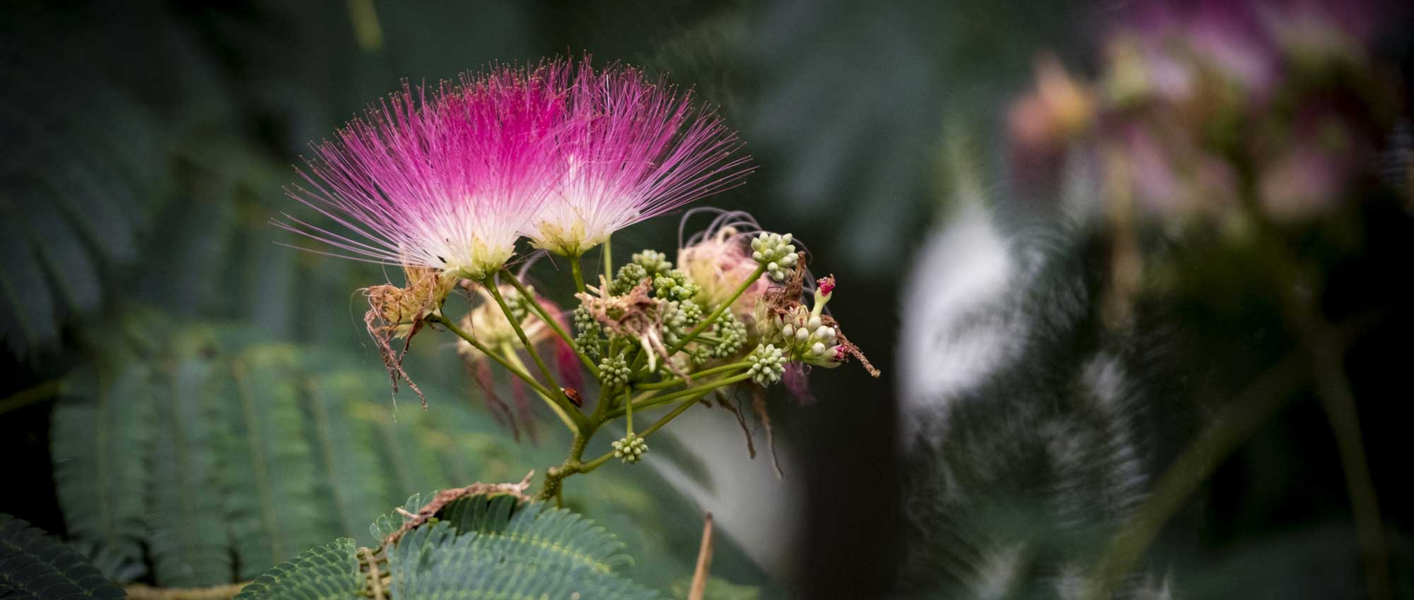 Albizia: planting, pruning and care